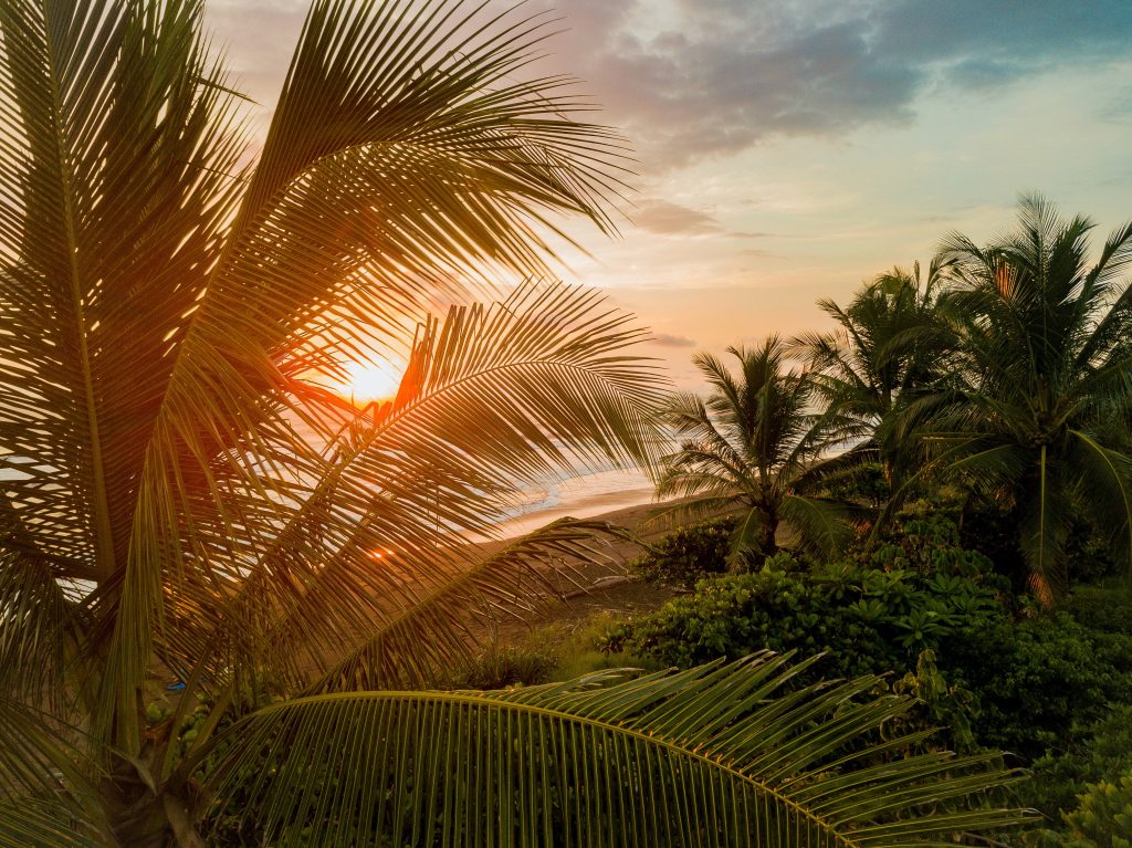 Palm Tree in Costa Rica