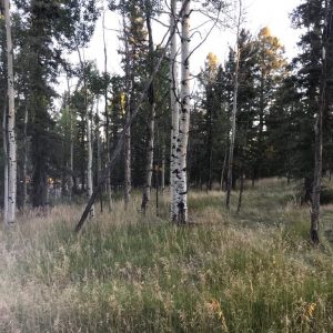 Divide, CO – 0.17 Acres